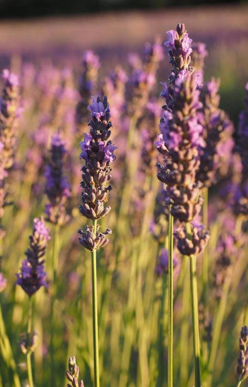 lavender-field-1521614_1280_original