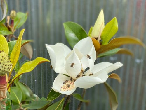 Magnólia Praecox Goliath