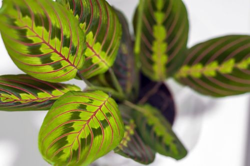 maranta_10