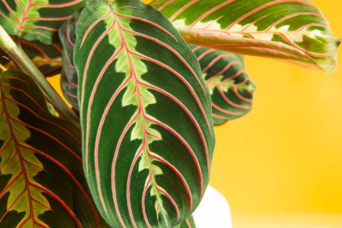 maranta_1
