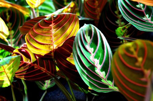 maranta_2