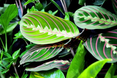 maranta_3