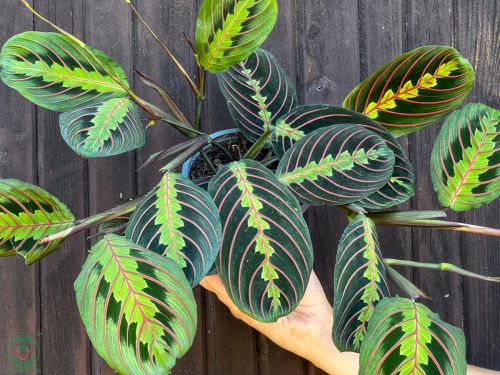 maranta_4