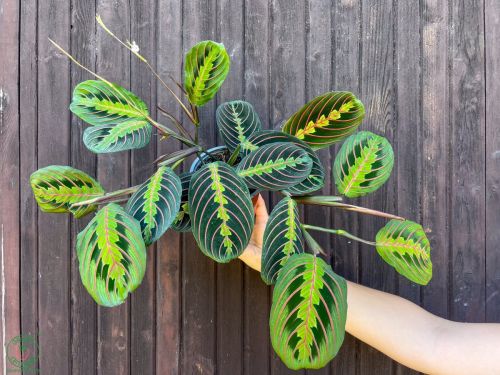 maranta_5