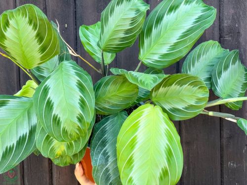 maranta_6