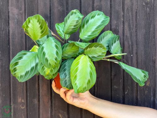 maranta_7