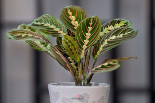 maranta_8