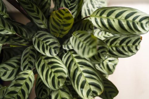 maranta_9