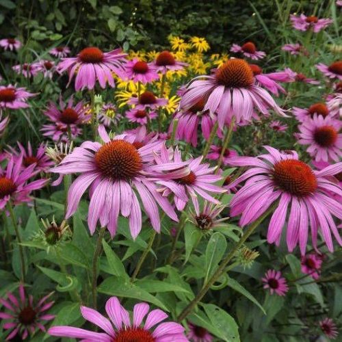 echinacea