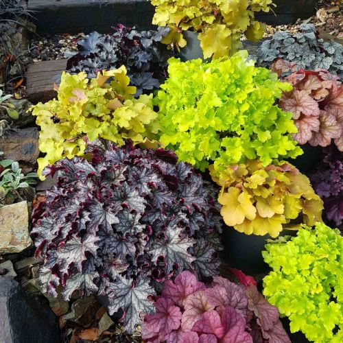 heuchera