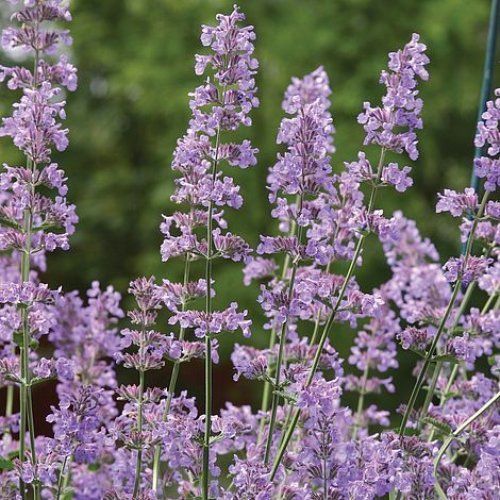 kocurnik-nepeta
