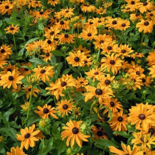 rudbekia