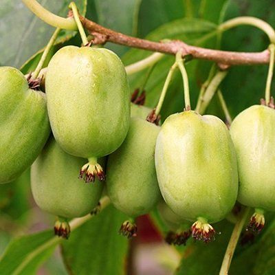 mini-kiwi-hardy