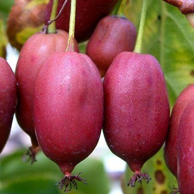 plody-mini-kiwi-kens-red