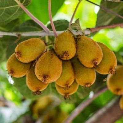 solo-mini-kiwi