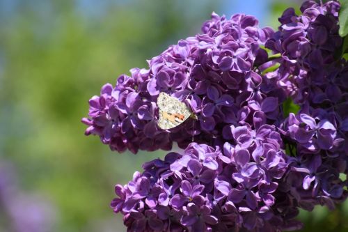 butterfly-vanessa-cardui-lilac-flowers-pollination-blooming-lilacs