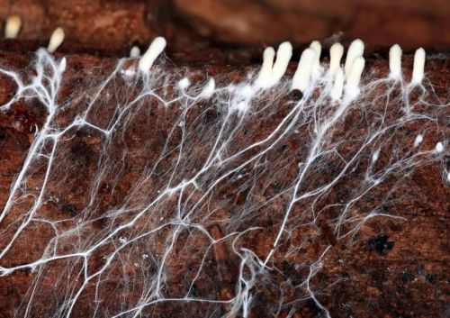 Mycelium