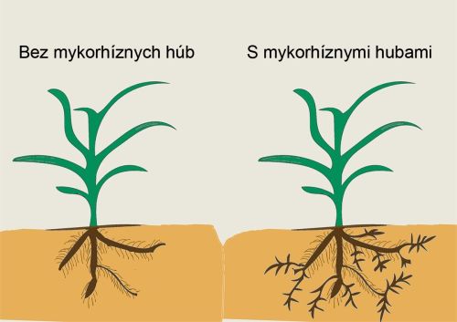 mykorhizne-huby