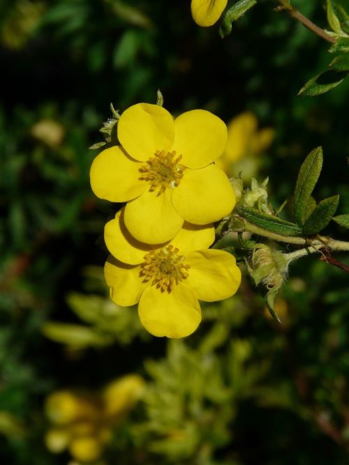 finger-shrub-58839_1280