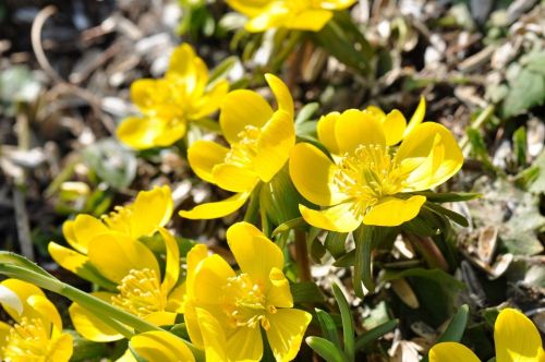potentilla-674995_1280