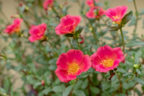potentilla-7455688_1280