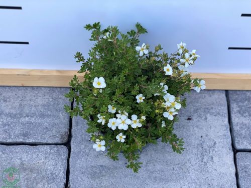 potentilla-bella-bianca_2