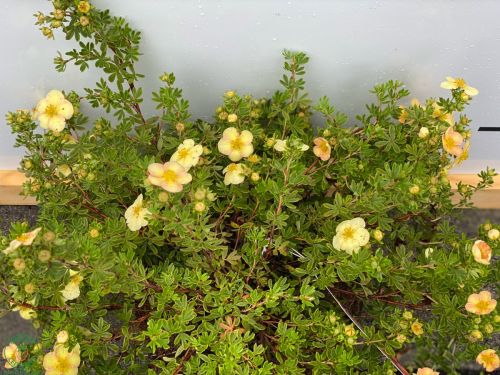 potentilla-redice-natrzniky_3