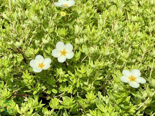 potentilla-white_1
