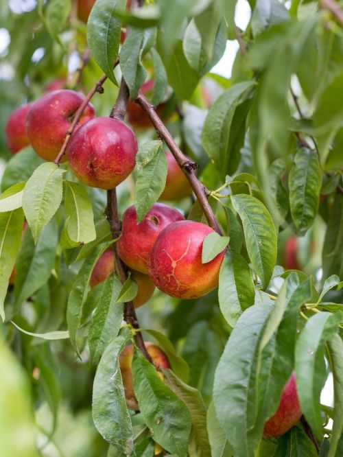 nectarine-4494824_1280