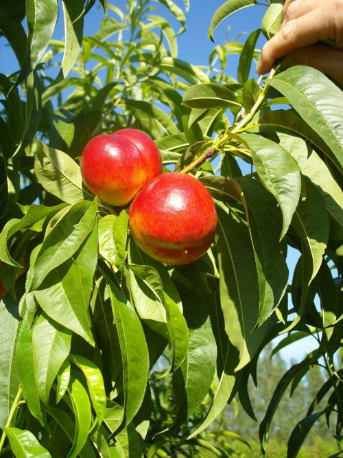nectarines-196805_1280