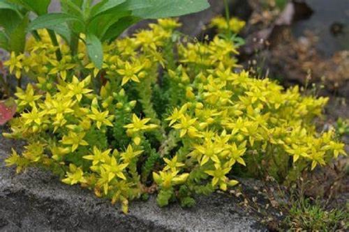 Sedum acre