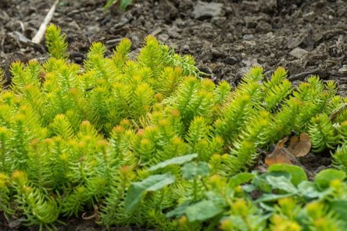 Sedum rupestre