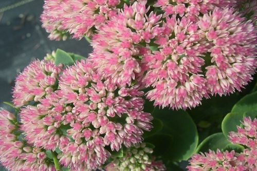 Sedum telephium