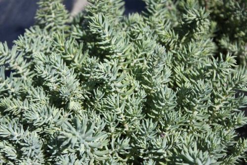 Sedum reflexum