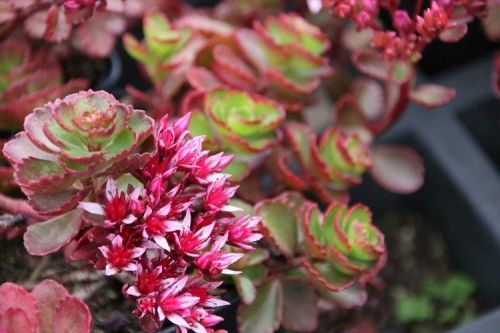 Sedum spurium