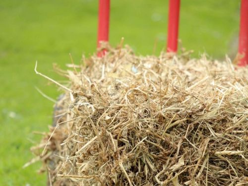 Na zazimovanie kmeňa a koreňov môžete použiť slamu, čečinu alebo iný prírodný materiál. 
