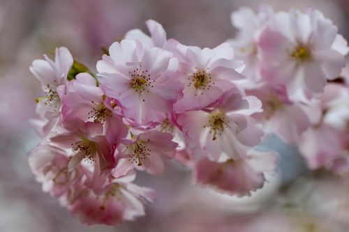 sakura_2