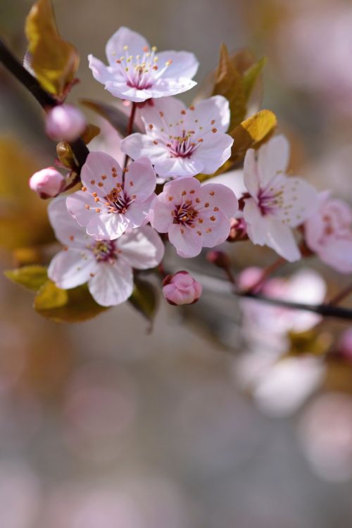 sakura_3