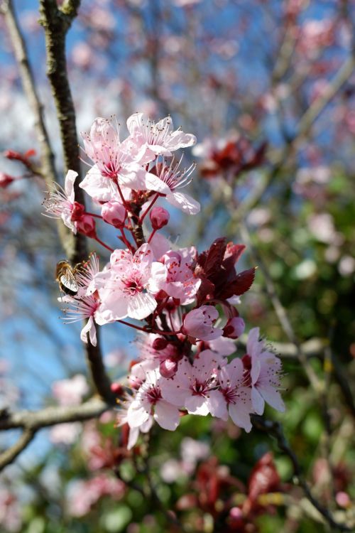 sakura_4