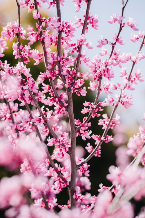 sakura_5