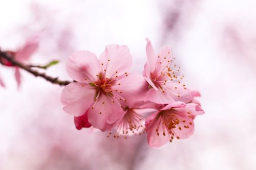 sakura_6