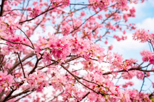 sakura_7