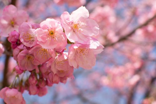 sakura_8