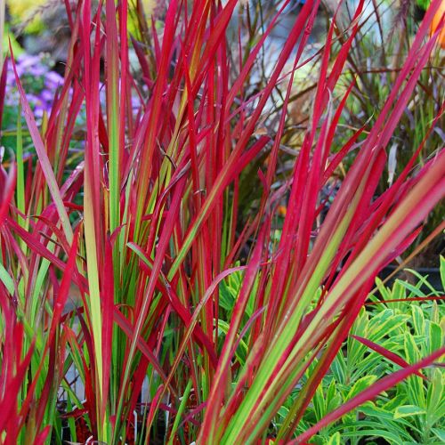 imperata