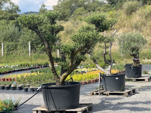 Olivovník európsky (Olea europaea) - výška: 180-200 cm, kont. C285L - POMPONS (-12°C)