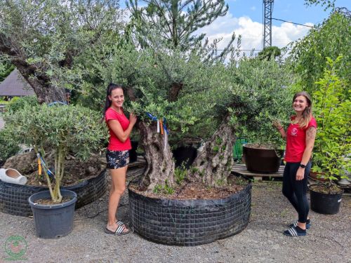 Olivovník európsky (Olea europaea) - výška 210-230 cm, obvod kmeňa 90-110 cm - BONSAJ DVOJIČKY (-12°