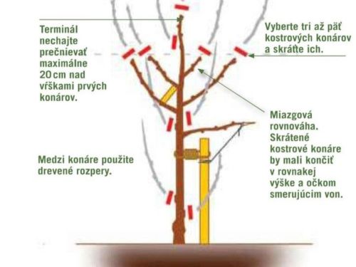 Návod ako postupovať pri orezávaní ovocných stromov v prvom roku po výsadbe.