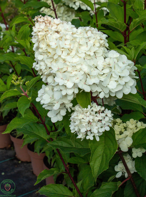 hortenzia-grandiflora