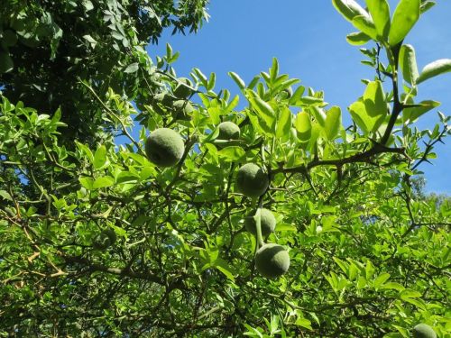 poncirus trifoliata