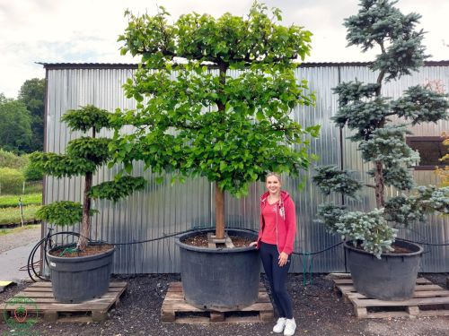 Moruša čierna – Morus nigra